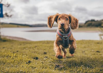 Hond en Plezier Hogeveen