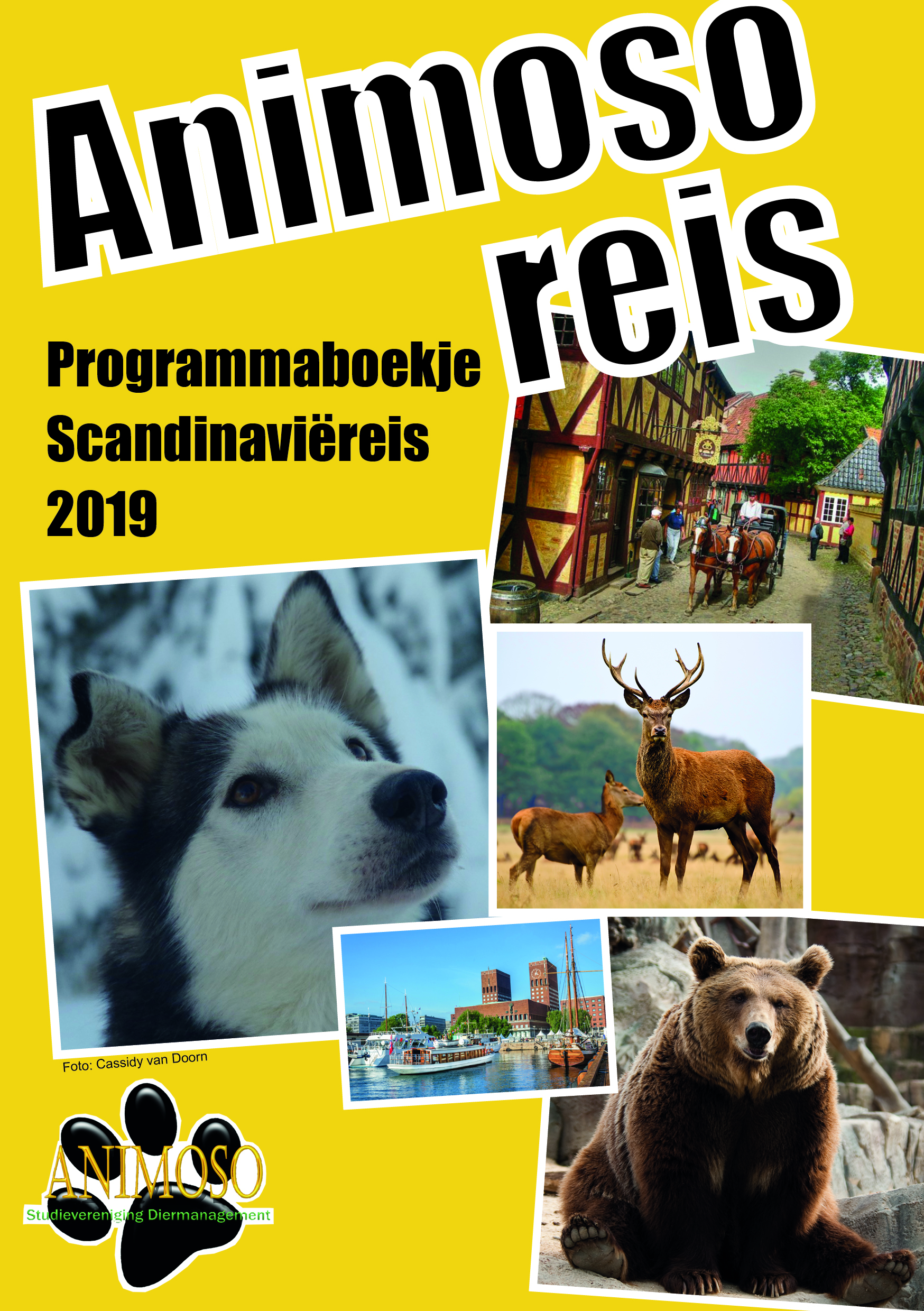 animoso-reis-2019